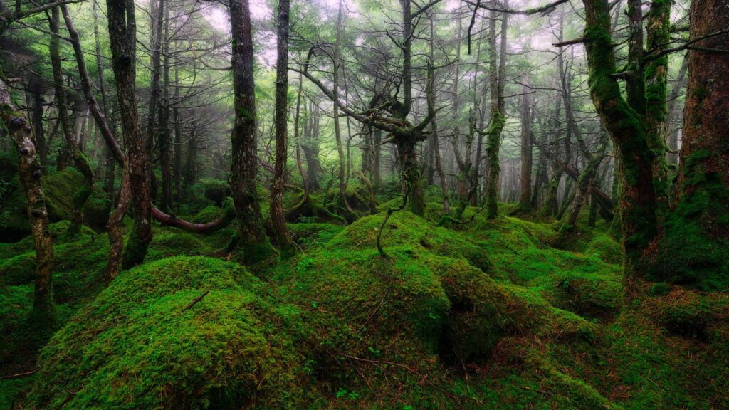 The Enchanting Algae-Blanketed Ridge: A Serene Jungle Tapestry Wallpaper