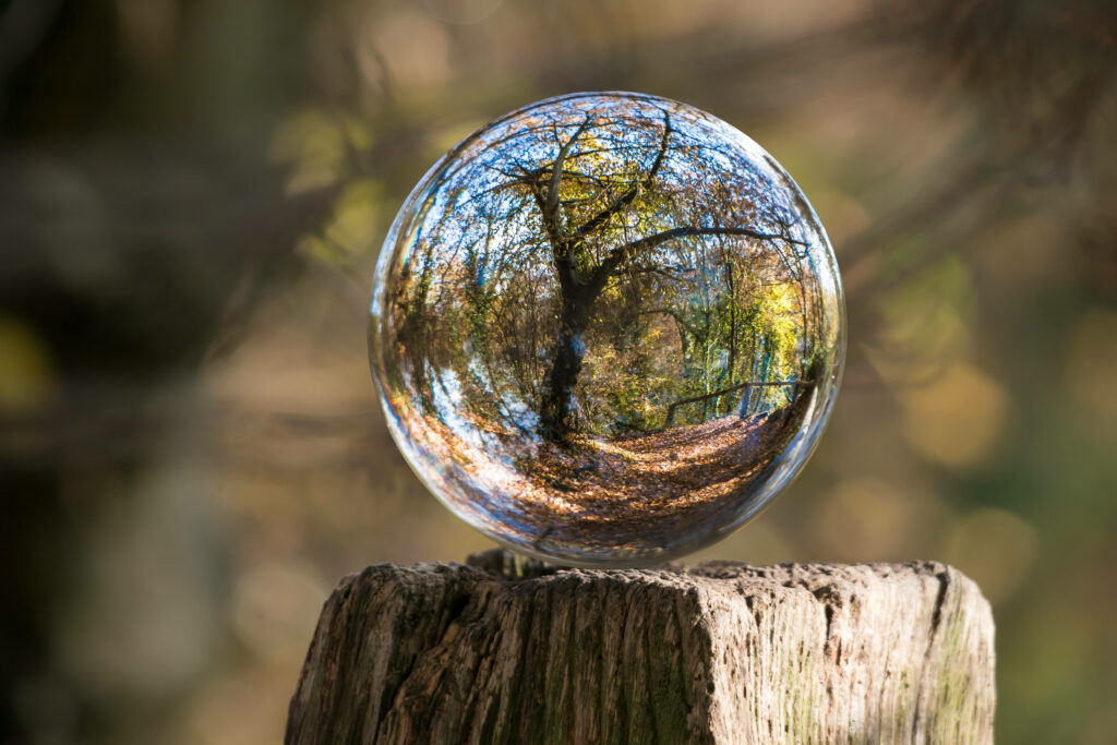 Captivating Macro Photography: Immersive 3D Desktop Background featuring Majestic Tree Encased in a Tiny Crystal Ball Wallpaper