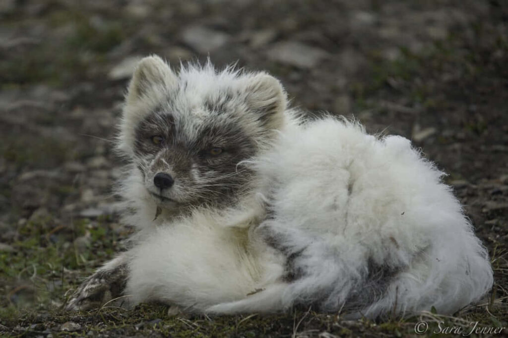 Enchanting Arctic Fox Wallpaper: Fluffy Fur & Nature's Beauty