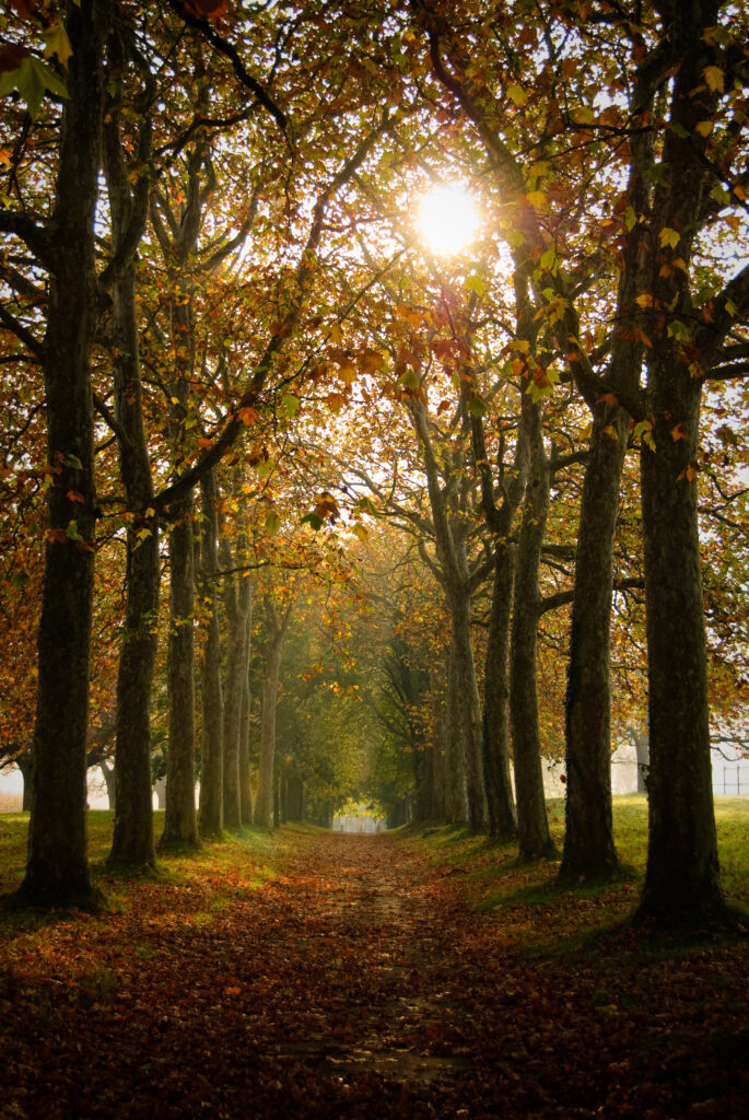 Autumn alley with golden trees forming archway sunlight on earthy path peaceful fall wallpaper