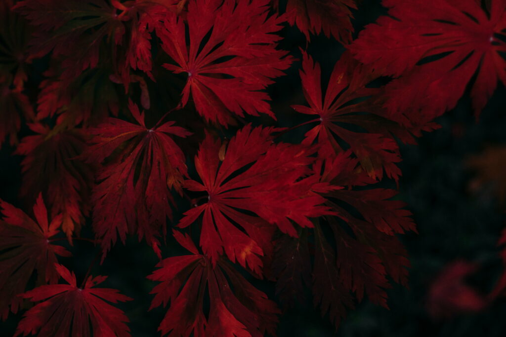 Enigmatic Autumn: A Captivating Leaf Amidst Darkness - 4K Wallpaper