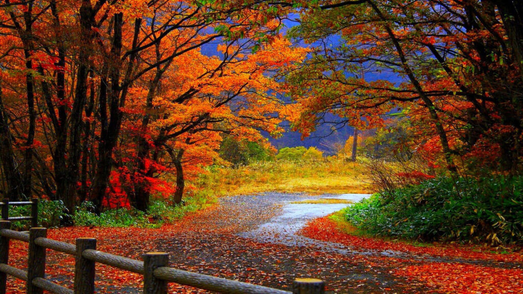 Foliage-Filled Autumn Path: A Delightful Laptop Wallpaper for Fall