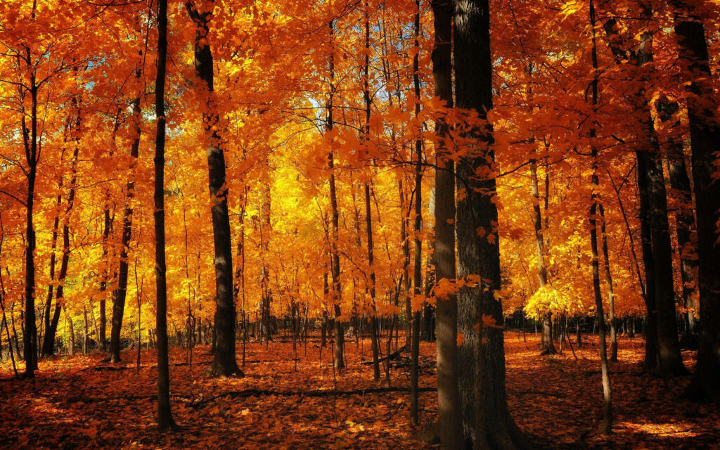 Autumn Majesty: Capturing the Vibrant Beauty of an Orange Maple Forest in a Perspective Point of View Wallpaper