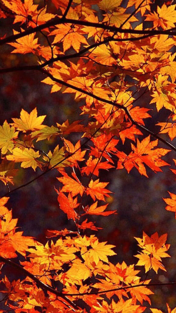 Immerse yourself in the enchanting hues of autumn: A virtual sanctuary showcasing nature's breathtaking fall transformation Wallpaper