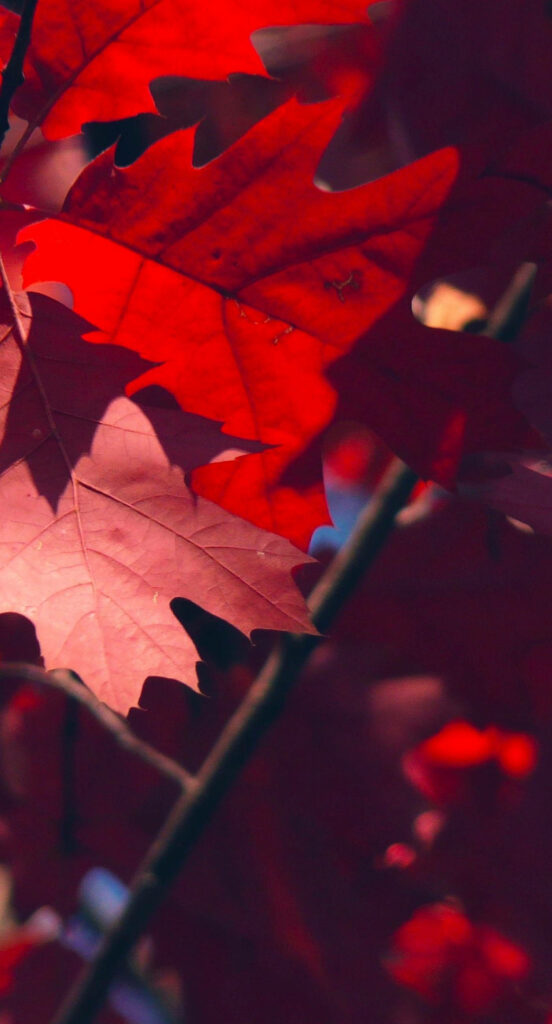 Majestic Fall Foliage: Enchanting Red Maple Leaves in Dim Lighting for Ios 16 Wallpaper