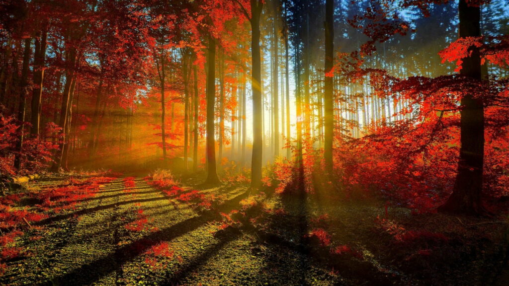 Enchanting Autumn: Sun-Kissed Forest in Fall - QHD Wallpaper Nature