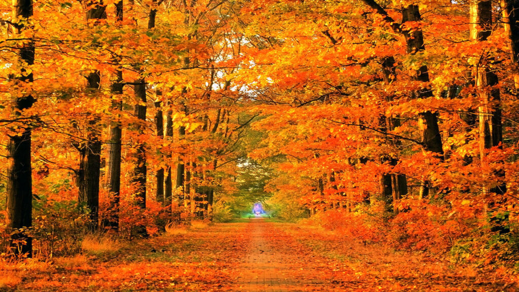 A Breathtaking Autumn Journey Through a Sunlit Forest Tunnel - Mesmerizing Fall Desktop Image Wallpaper