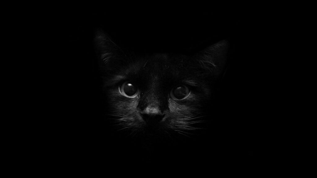 Mesmerizing Stare: Adorable Dark Room Background with Baby Black Cat's Big Eyes Desktop Wallpaper in HD 1600x900 Resolution