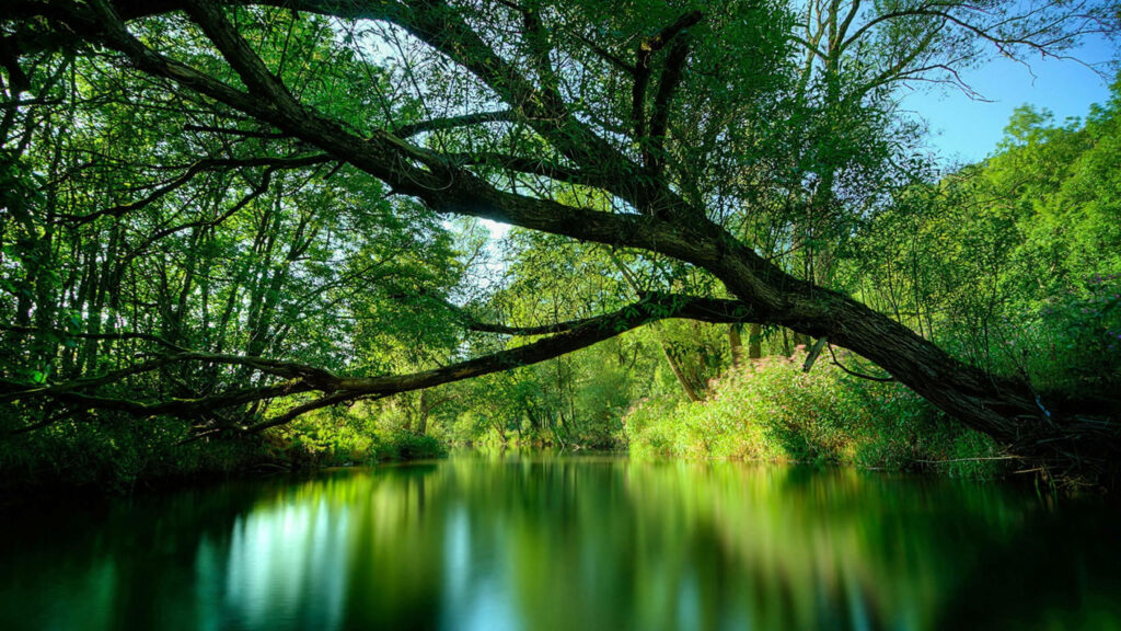 Enchanting Emerald Oasis: Immersive Amazonas Landscape Reveals Majestic Tree Along Transparent River Wallpaper
