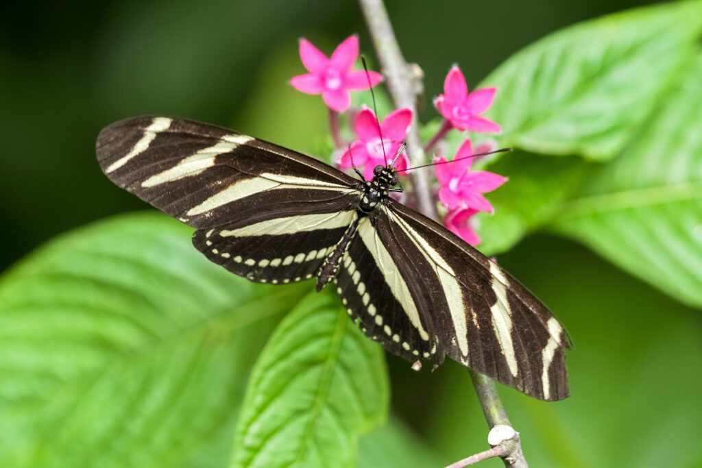 Breathtaking Butterfly Amidst Pink Blooms: A Captivating Natural Portrait Wallpaper