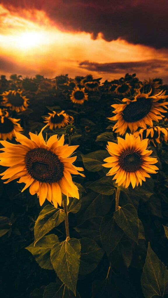 Enchanting Sunflowers: A Darkly Beautiful Flower Mobile Background with Intermittent Sunrays Amidst Gloomy Skies Wallpaper