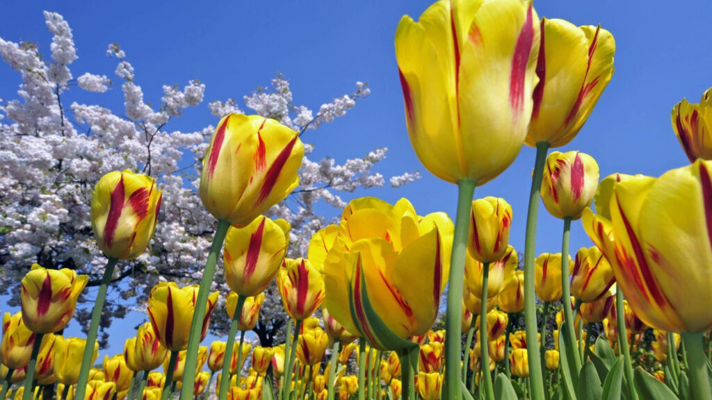 Enchanting Blooms: Vibrant Yellow Tulips Adorned with Striking Red Stripes - A Stunning Floral Wallpaper