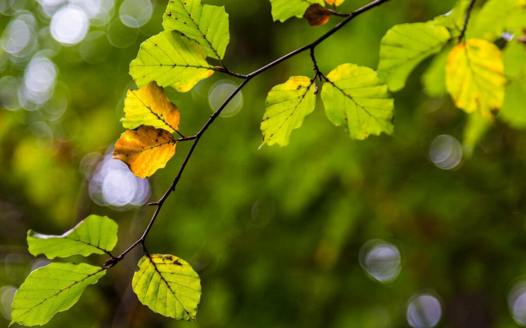 Macro close-up of beech leaves transitioning from green to yellow with soft bokeh forest background Wallpaper