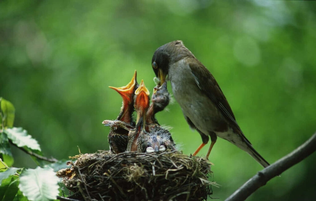 Mother Bird Feeding Chicks: Serene Nature Wallpaper Background