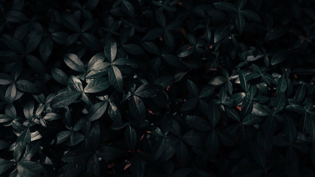Dark Foliage: A Stunning HD Wallpaper of Black and Green Leaves in Aesthetic Style