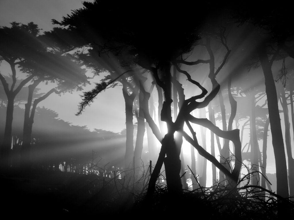 Mesmerizing Black-and-White Forest Wallpaper: Light Rays & Trees