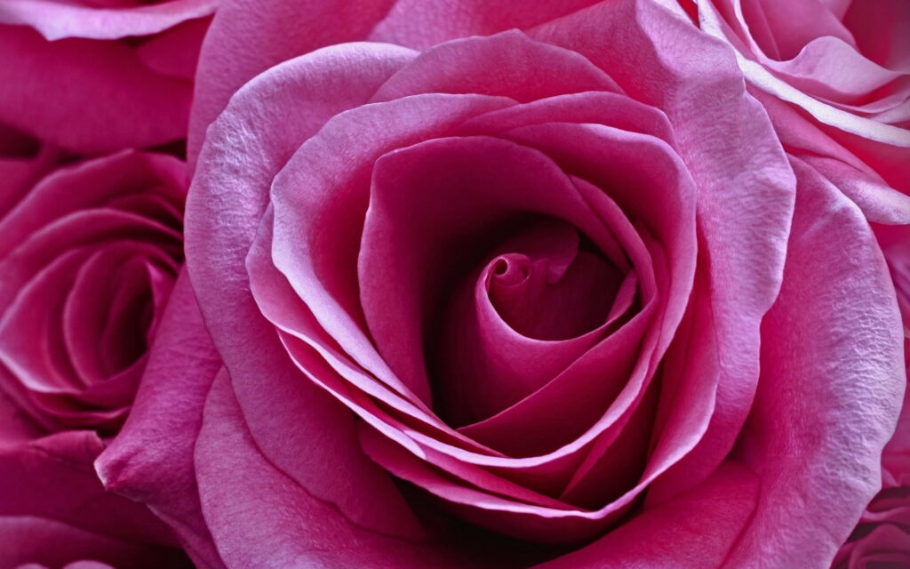 Pink Elegance: Captivating Roses in Full Bloom, a Stunning HD Wallpaper Background