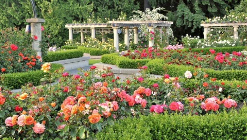 Blooming Oasis in Vancouver: Exploring the Vibrant Rose Garden at the University of BC Wallpaper