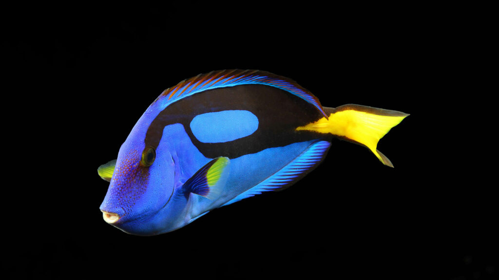 Mesmerizing Blue Tang Fish in 4K Ultra HD; A Captivating Aquatic Wallpaper against a Sleek Black Canvas