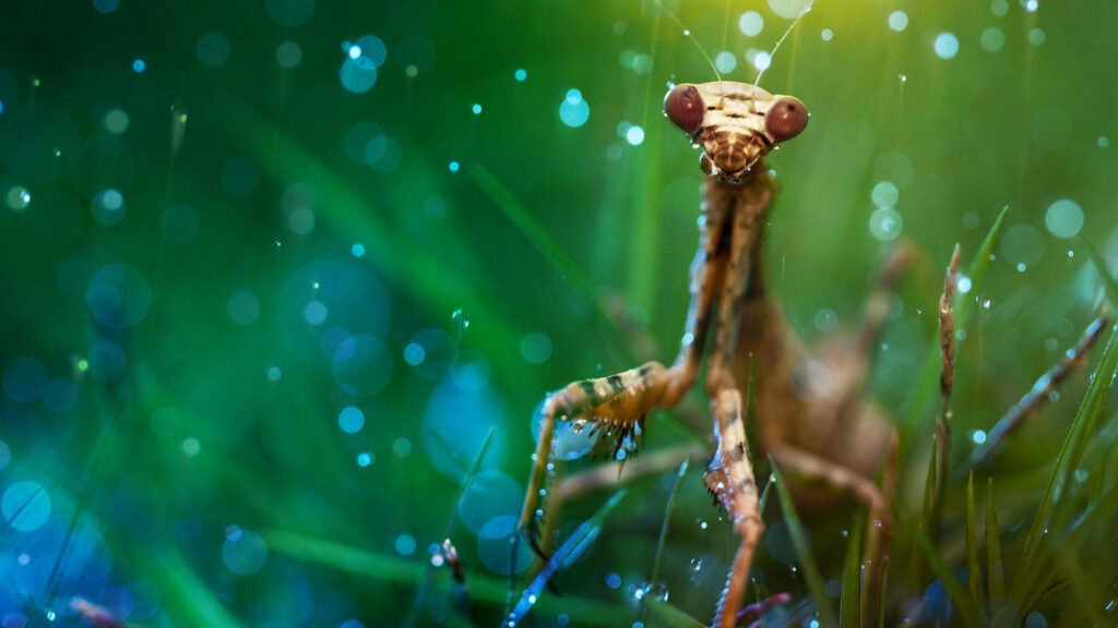 Sparkling Brown Praying Mantis on Vibrant Dewy Background Wallpaper