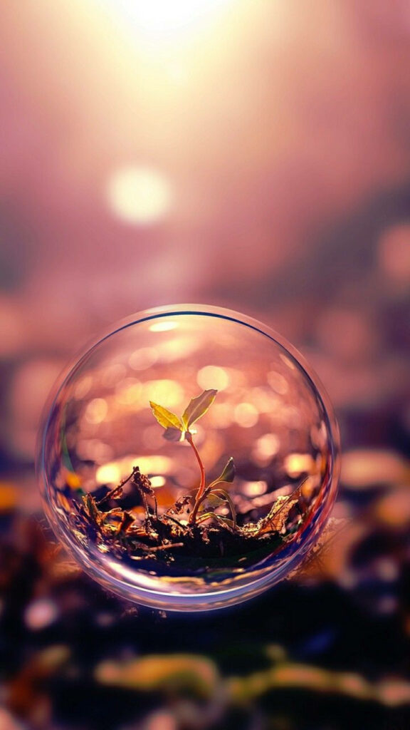 Serene Plant in Shimmering Bubble with Warm Blurred Background Wallpaper