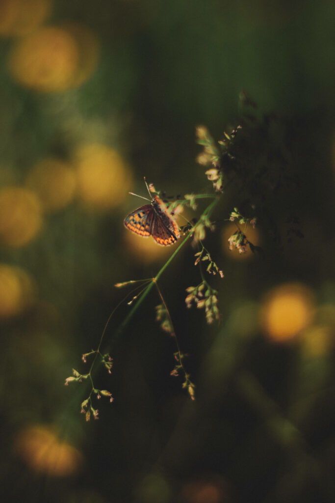Serene Butterfly on Green Plant - Enchanting Wallpaper Background