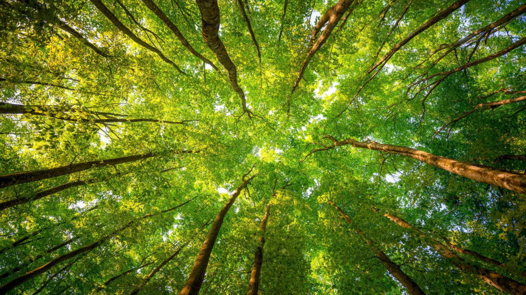 Enchanting Canopy Symphony: A Mesmerizing 4k Forest Backdrop Wallpaper