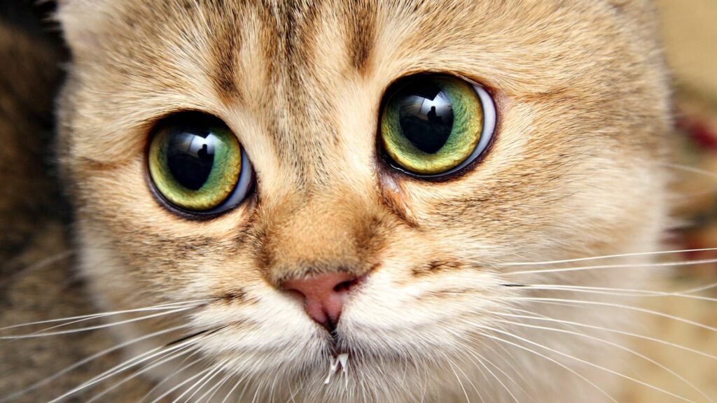 Close-Up Cat Wallpaper: Enchanting Eyes & Soft Fur Details