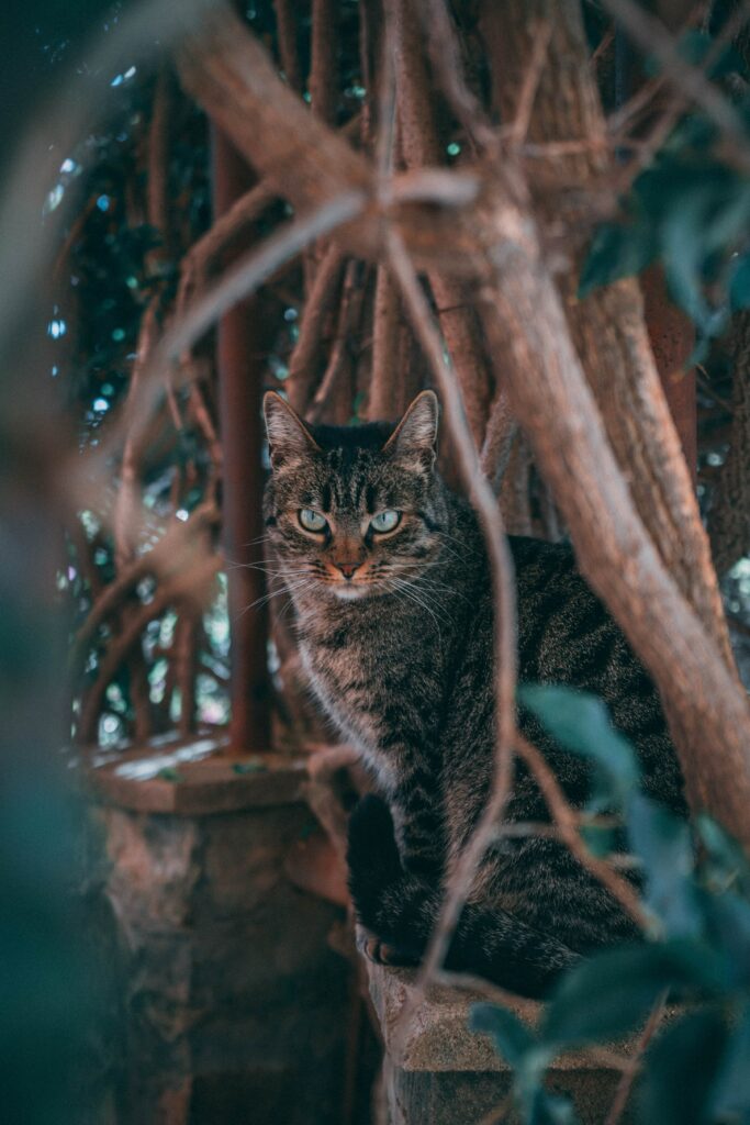 “Enchanted Cat Wallpaper: Captivating Nature Background for Pet Lovers”