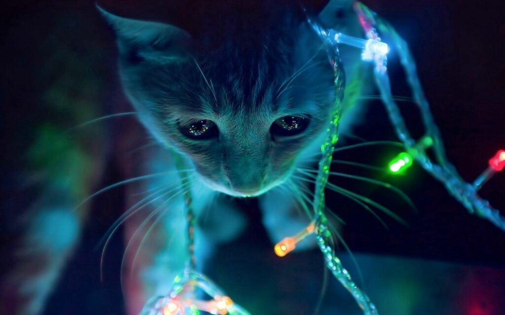 Whimsical Cat Wallpaper with Enchanting Glowing Garlands