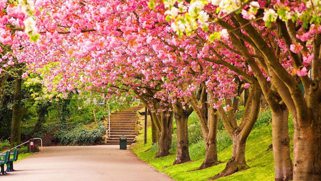 Tranquil Pathway amidst Vibrant Cherry Blossom Canopy: A Captivating Natural HD Wallpaper