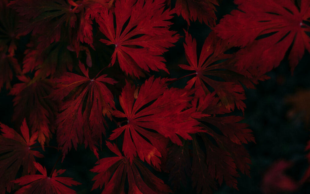 Crimson Majesty: Mesmerizing Dark Maple Leaves Flourish Amidst Shadowed Surroundings Wallpaper