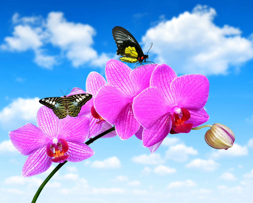 In Flight: Pink Butterflies Dancing with Orchids Against a Serene Sky Wallpaper