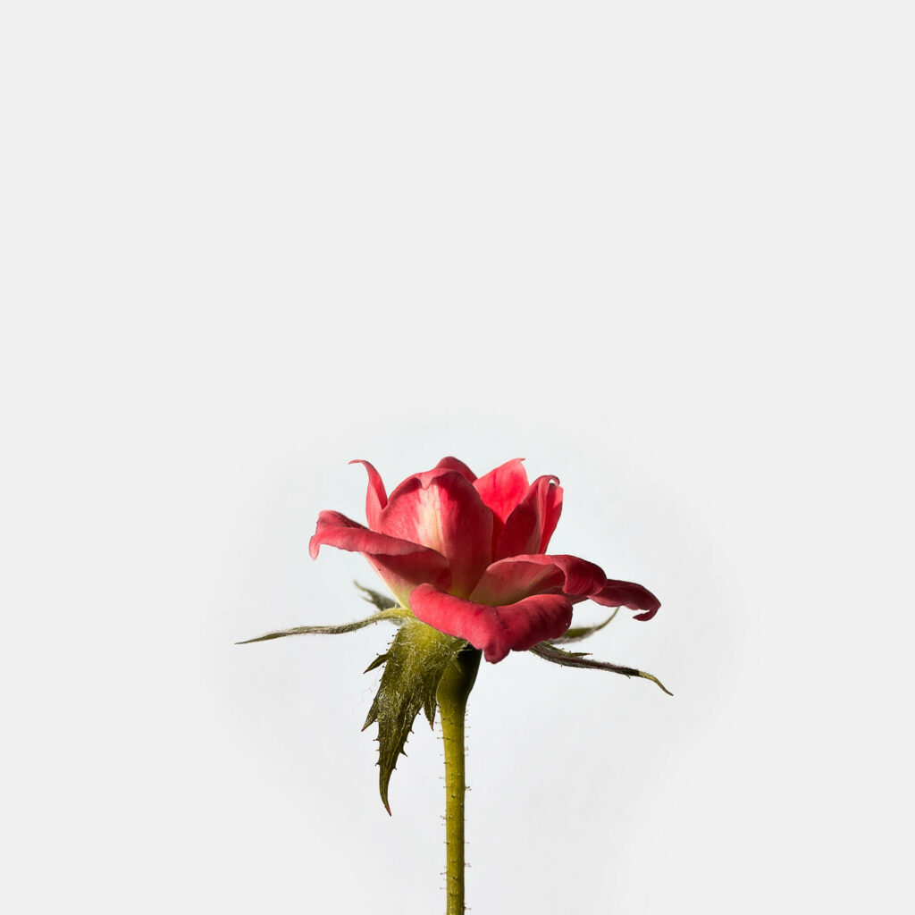 Graceful Contrast: Delicate Pink Roseblooms with Subtle Stripes on a Pristine Canvas Wallpaper