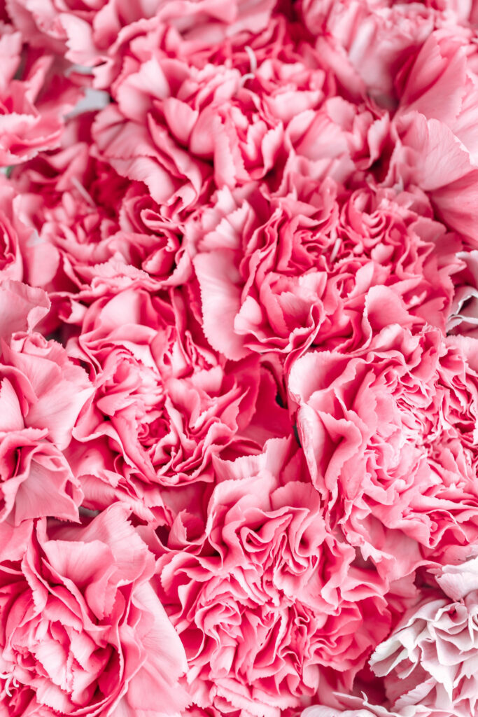 Dreamy Blooms: Vibrant Dark Pink Carnations Embrace Your Aesthetic Phone Wallpaper