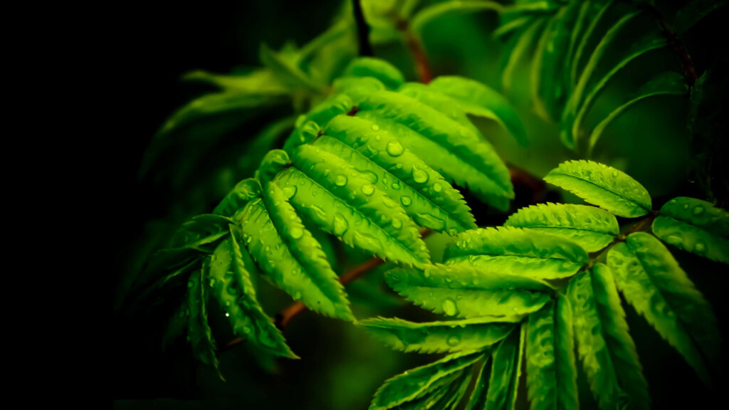 Enchanting Foliage: A Mesmerizing 4k Background Portrait of Damp Yellow-Green Leaves in the Darkness Wallpaper