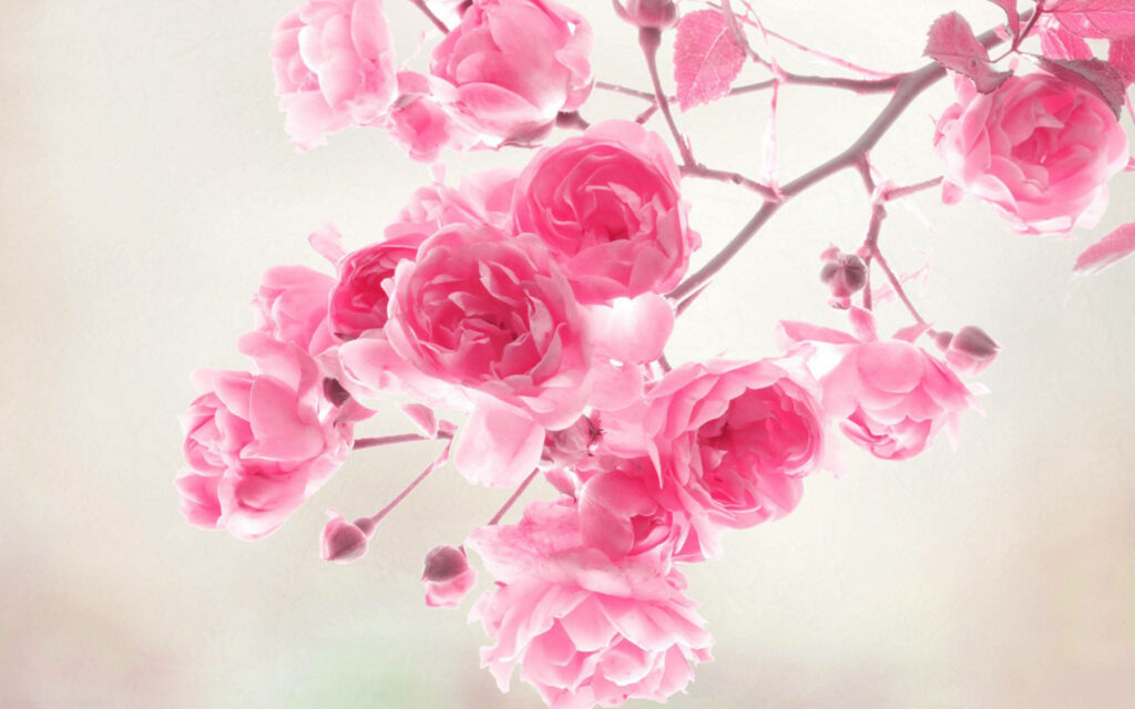 Breathtaking Blossoms: Enchanting Macro Shot of Pink Spring Roses in Dimmed Lighting Wallpaper