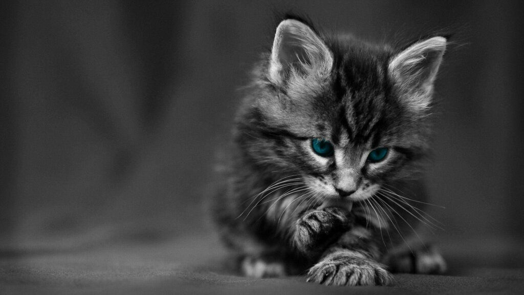 The Enigmatic Charmer: A Magical Feline in Captivating Contrast - A Dark and Alluring Desktop Delight Wallpaper