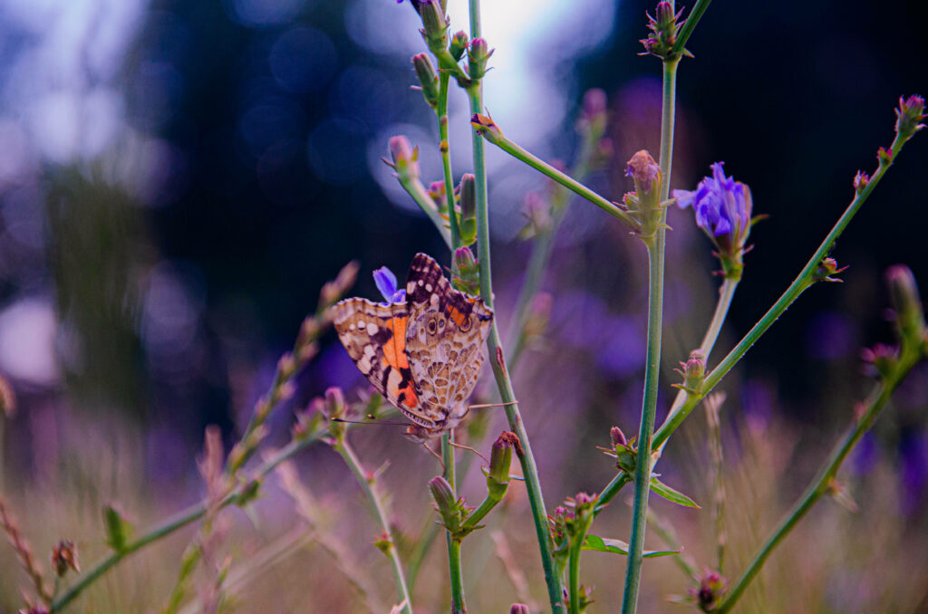 Enchanting Beauty: Immersive Aesthetic Butterflies amidst a Dreamy Background Wallpaper