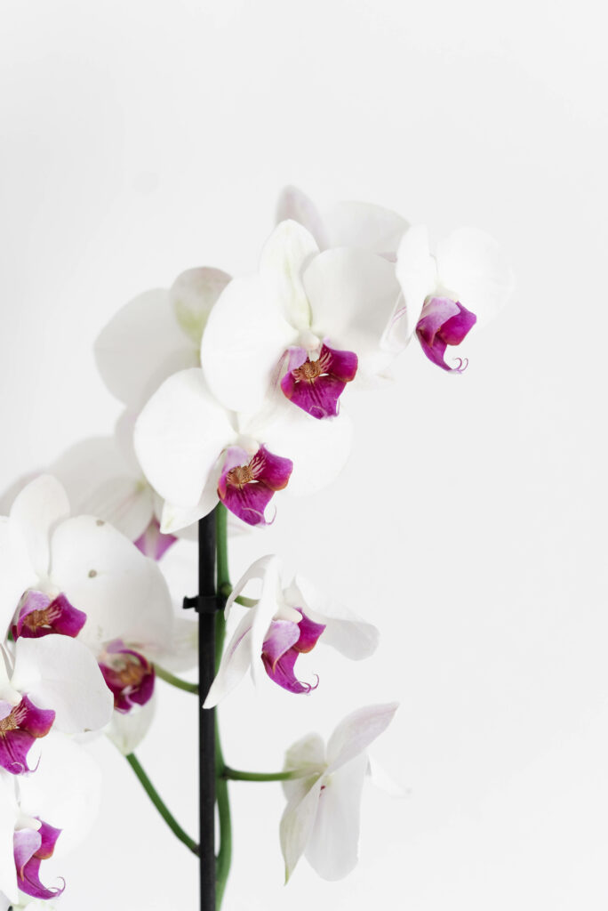Serene Beauty: Capturing the Majestic Orchid in a Dreamy Lavender and Ivory Palette Wallpaper