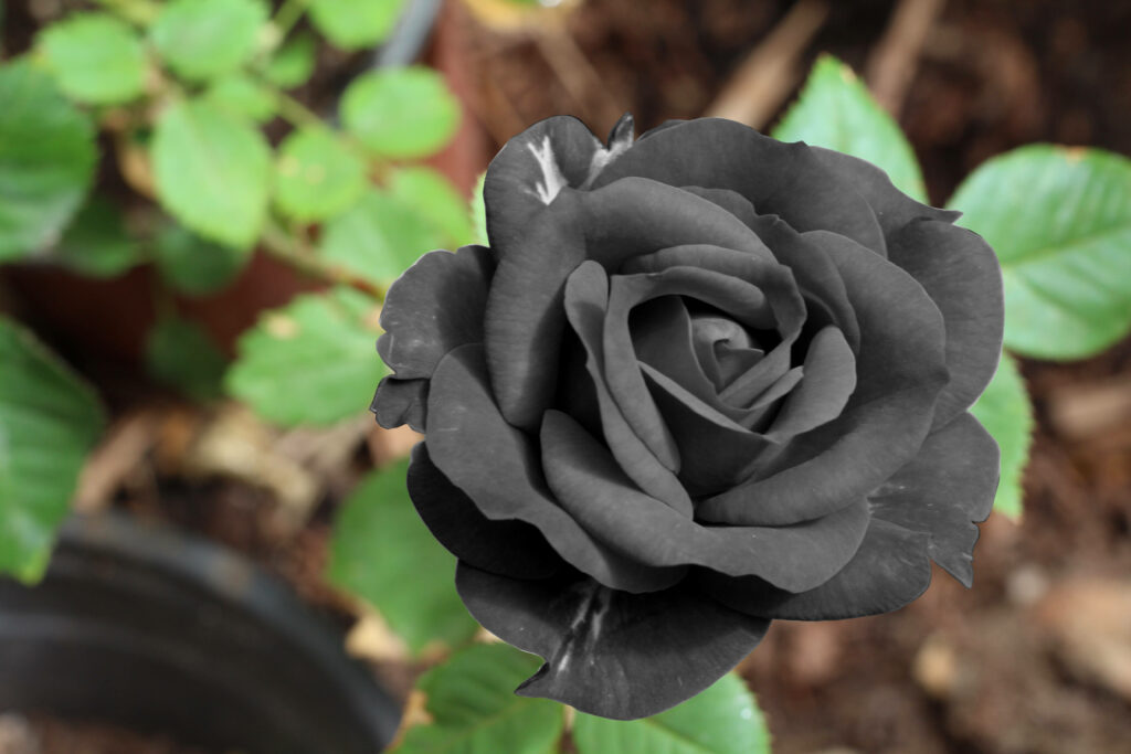 Enchanting Elegance: The Alluring Black Rose Wallpaper