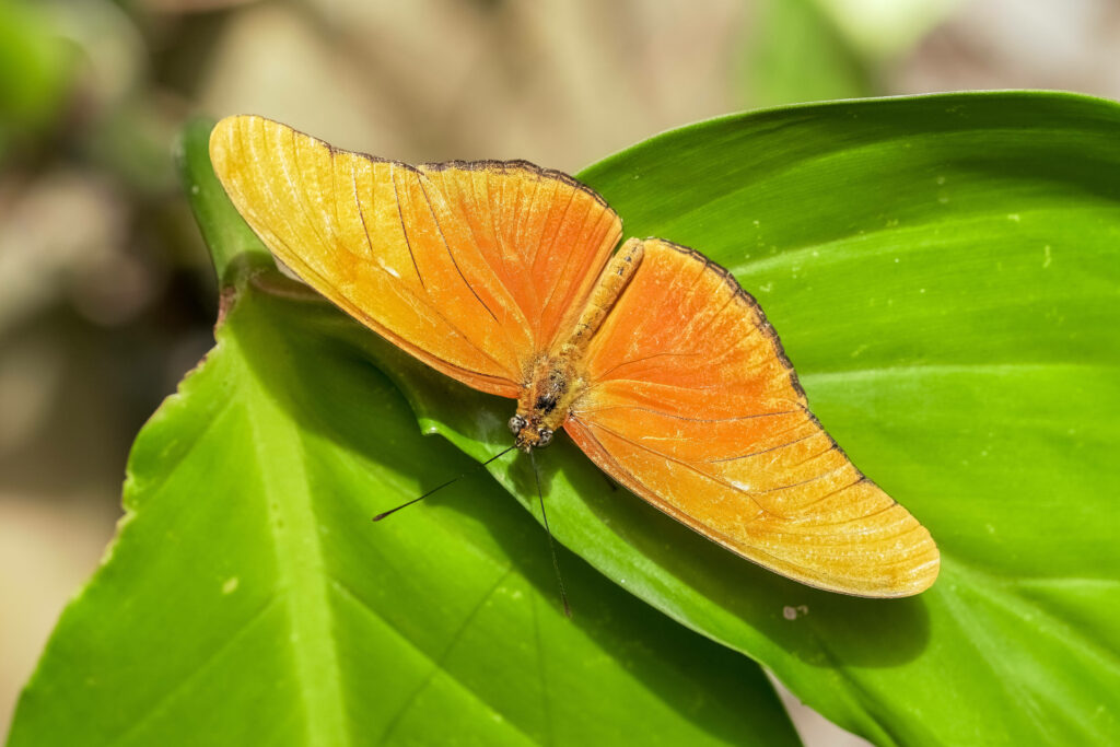 Bright and Beautiful: A Magnificent Butterfly on Lush Green Leaves Wallpaper