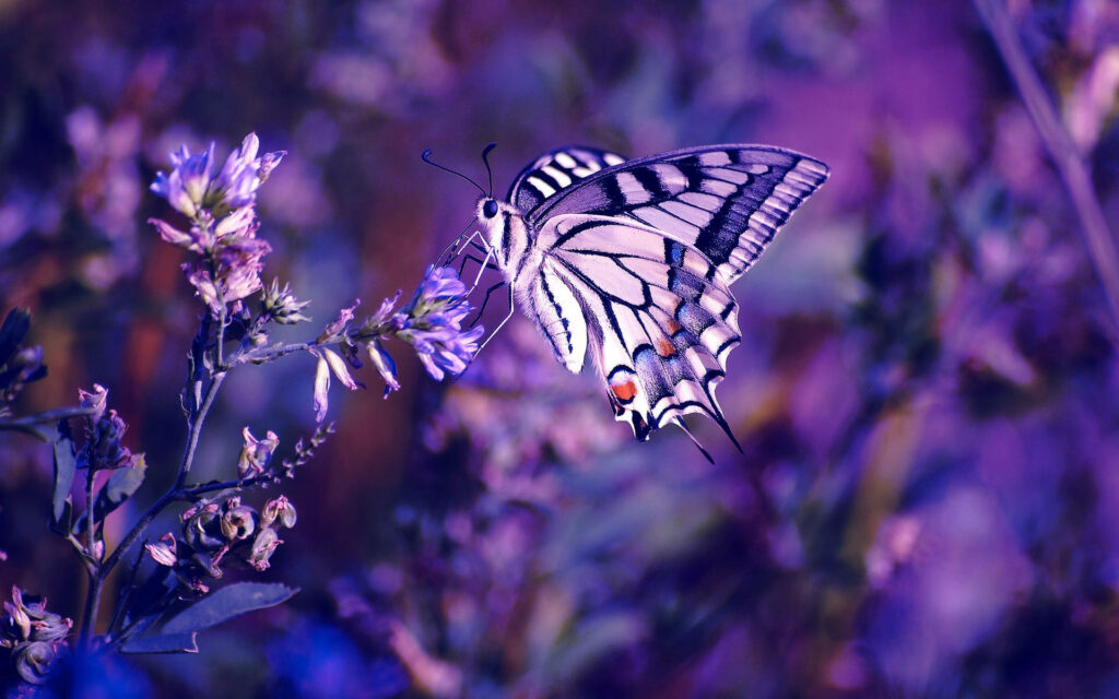 The Resplendent Winged Insect: A Captivating Butterfly with Exquisite Purple Wings adorned by Delicate Black Patterns - Insect Background Photography Wallpaper