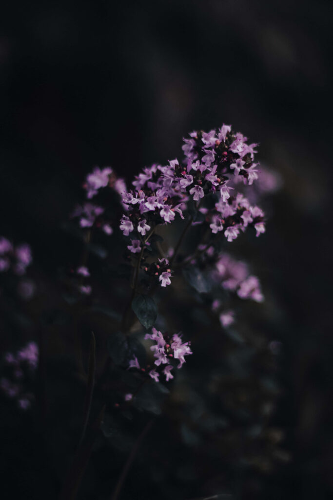 Enigmatic Beauty: Captivating Dark Flower Aesthetic Wallpaper for Your Device