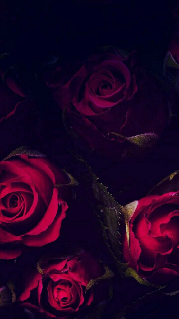 Enchanting Elegance: A Captivating Dark Red Rose iPhone Wallpaper