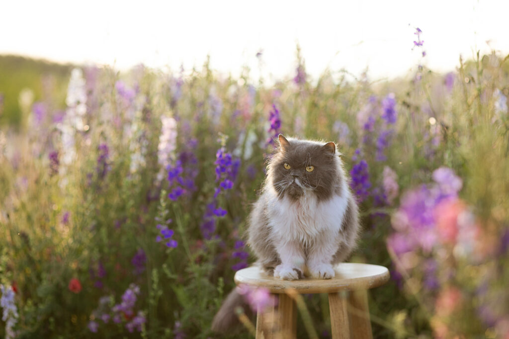 Majestic Feline Grace: A Serene Cat Pose amidst Enchanting Lavender Gardens Wallpaper