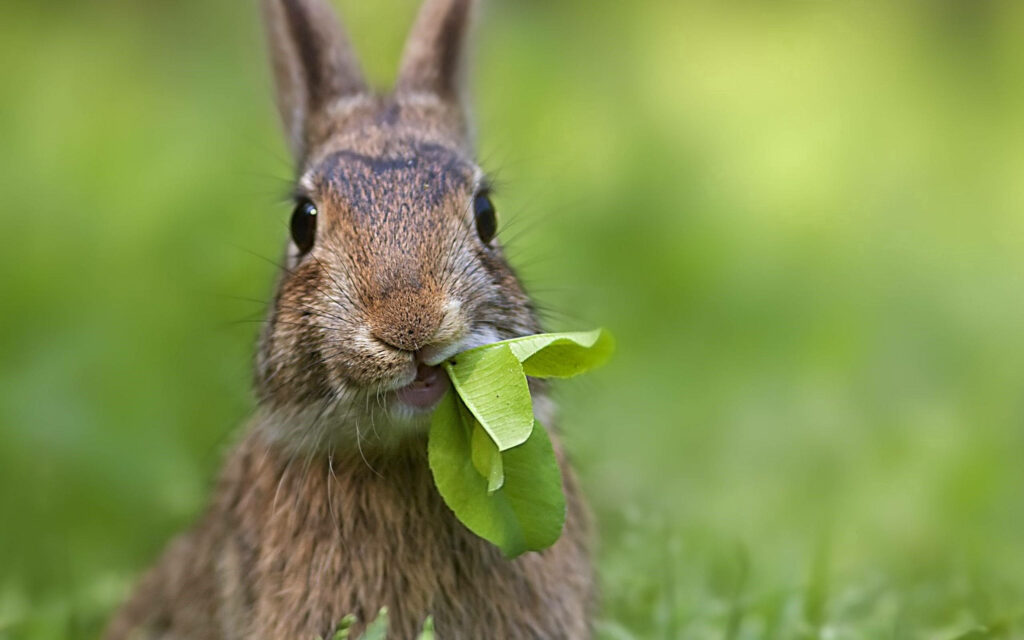 Furry Muncher: A Captivating Close-up of a Brown Rabbit Enjoying Leafy Delights in a Lush Meadow Wallpaper