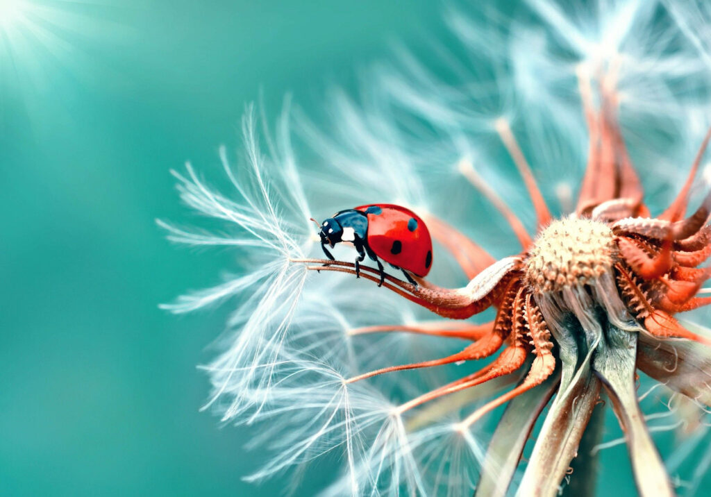 Nature's Harmony: Captivating Dandelion Blossom Enchanting Ladybug in Whimsical Wallpaper