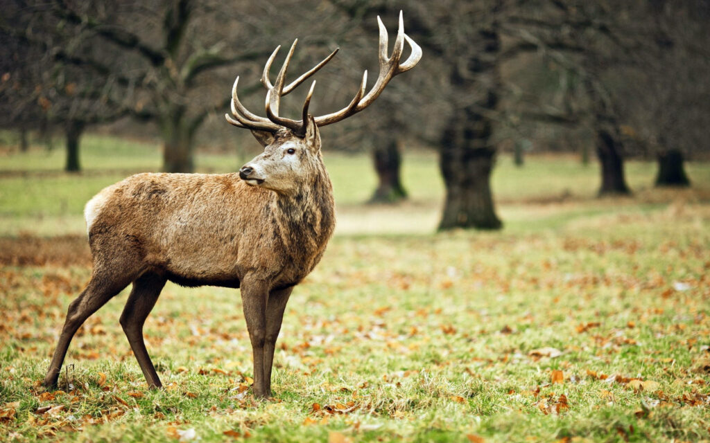 Glorious Creature Amidst Enigmatic Woodland: Majestic Monster Buck Captured in Wallpaper
