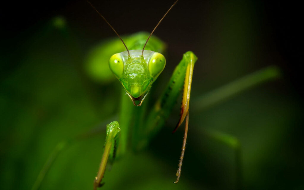 Green Marvel of Nature: Praying Mantis Macro Shot Reveals Its Astonishing Triangular Head Wallpaper
